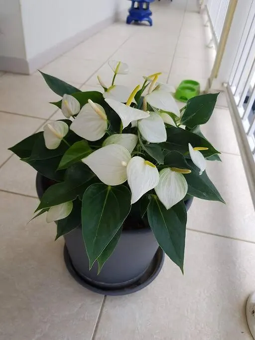 Green Garden Roussel