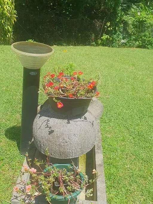 Hébergement de vacances Green Garden Roussel Guadeloupe